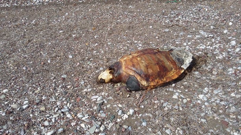 Θαλάσσια χελώνα Caretta caretta στα Ίρια