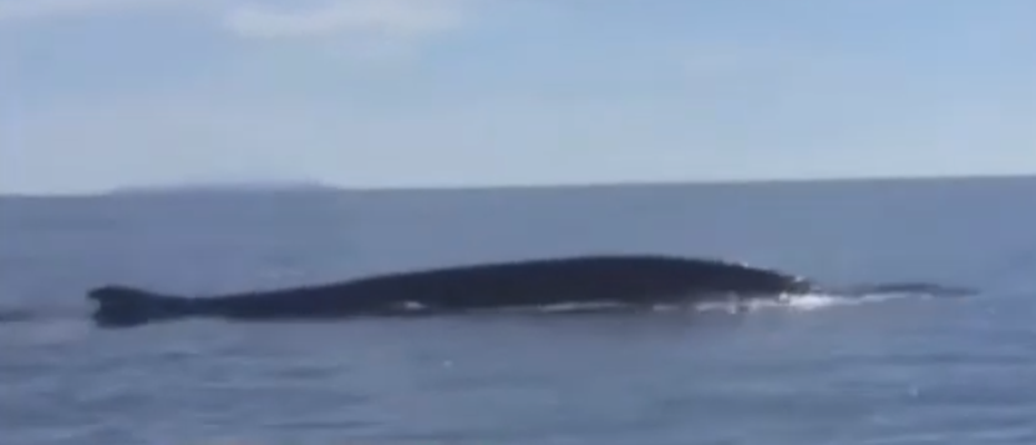 Φάλαινα Κορινθιακός