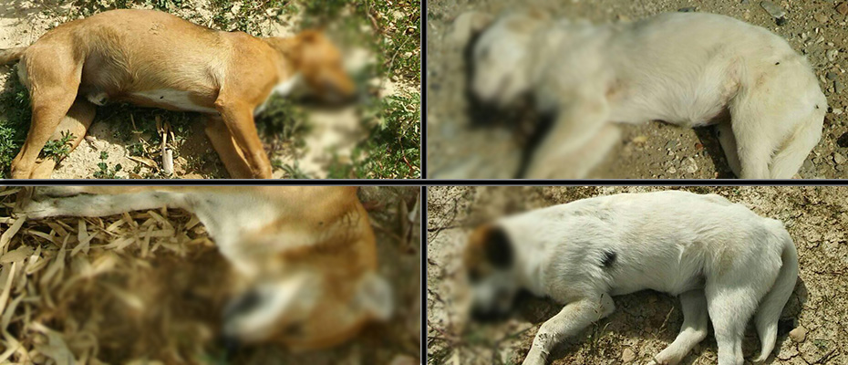 Νεκρά σκυλιά στο Ναύπλιο