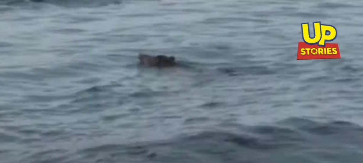 Αγριογούρουνο κολυμπάει στη θάλασσα
