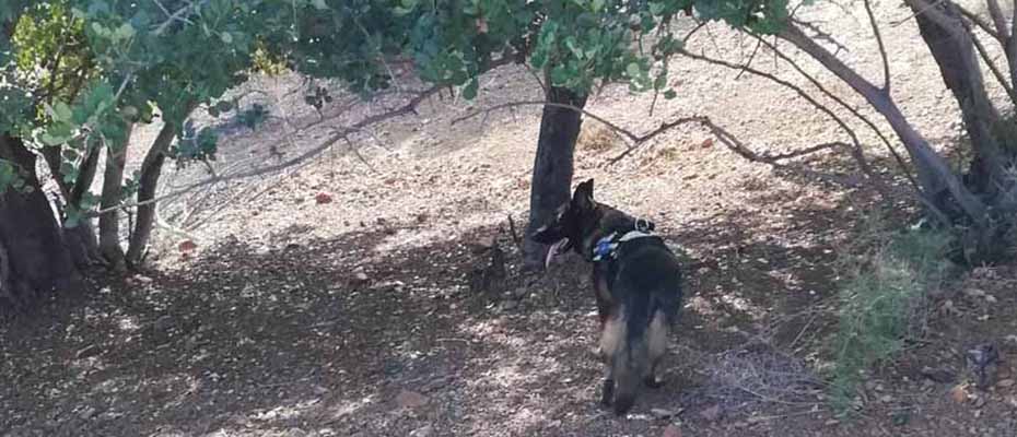 25 φόλες για κυνηγετικούς σκύλους βρέθηκαν από σκύλο ανίχνευσης στην Ερμιονίδα