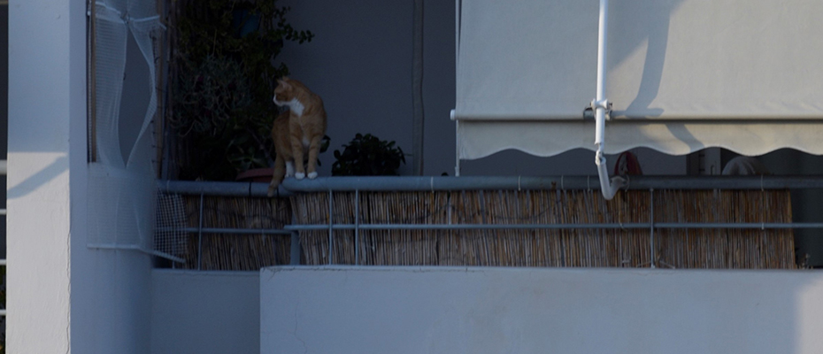 Γάτα σε μπαλκόνι πολυκατοικίας στο Ναύπλιο