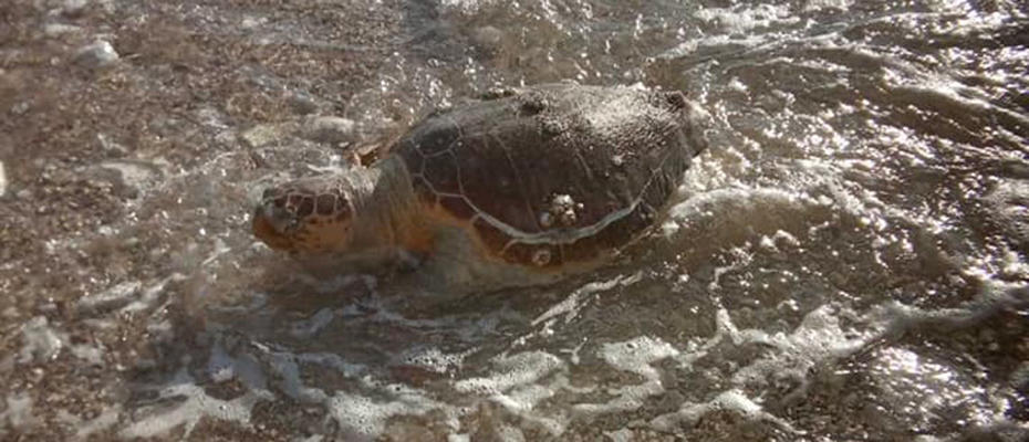 Θαλάσσια χελώνα Αρβανιτιά