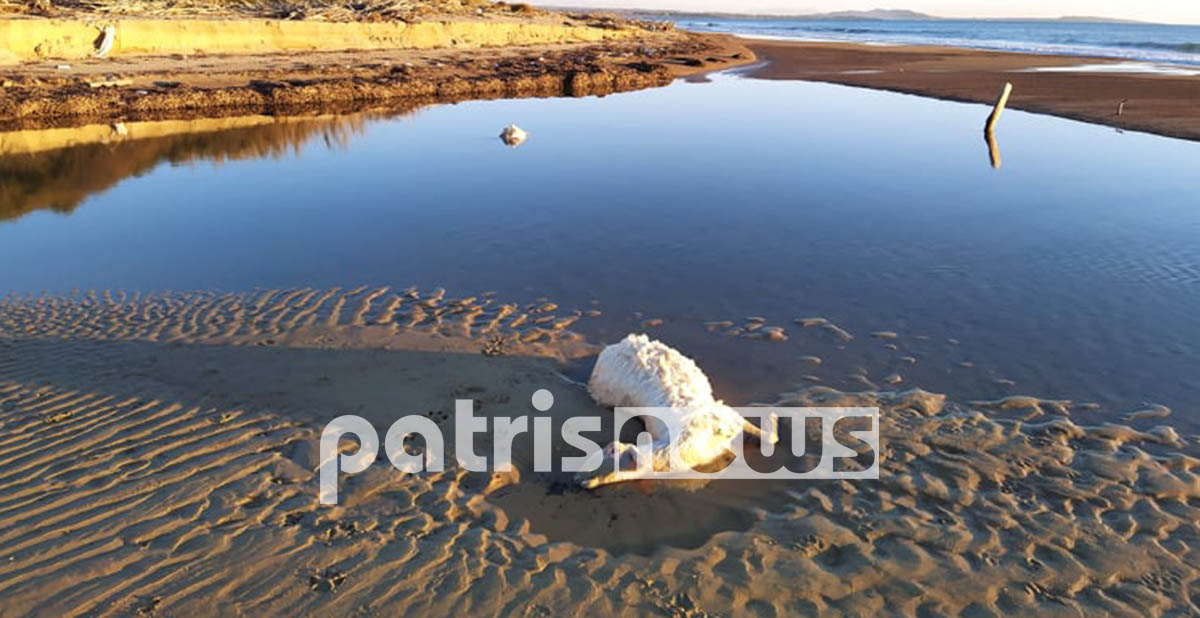 Γέμισε νεκρά πρόβατα παραλία στην Ηλεία