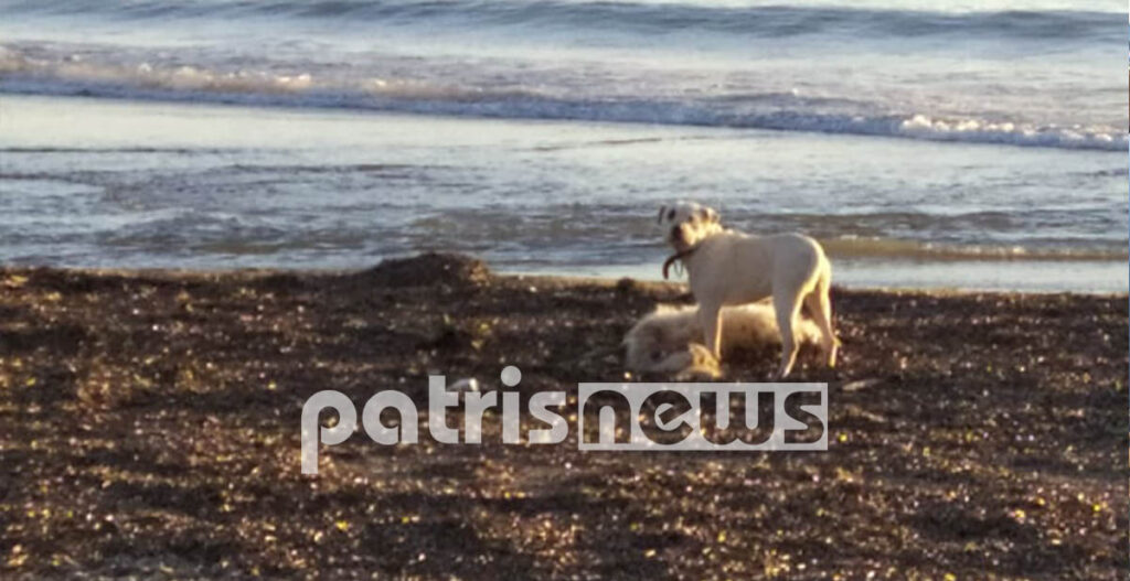 Γέμισε νεκρά πρόβατα παραλία στην Ηλεία