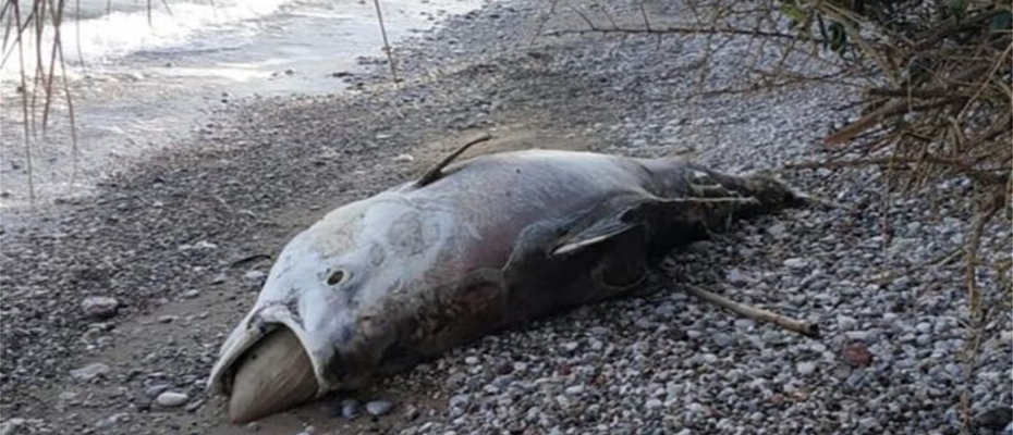 Ψάρι μήκους 2,5 μέτρων ξεβράστηκε στην παραλία του Λόγγου