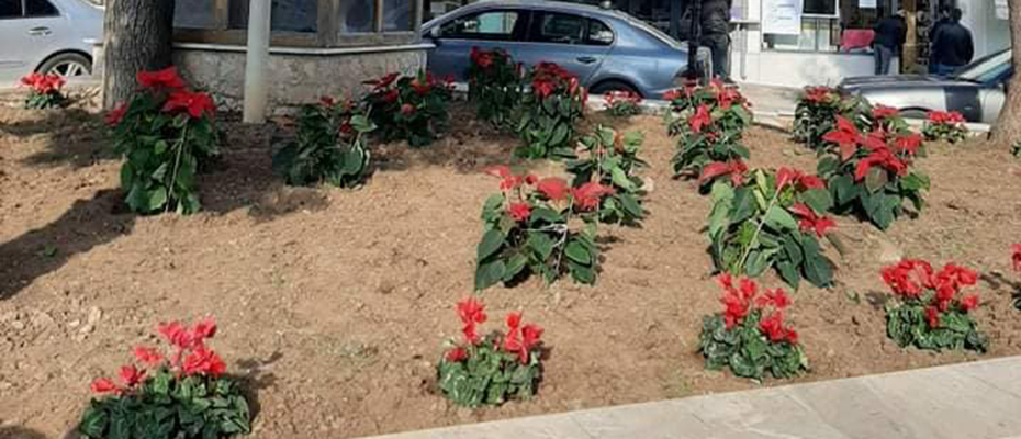 Λουλούδια στην Πλατεία Κρανιδίου